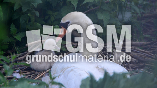 Höckerschwanküken (12).jpg